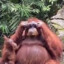 Cool Orangutan