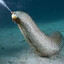 Yugoslavic Deep Sea Cucumber