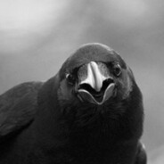 Corvus