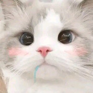 猫猫头突破到你冯福里