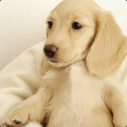 <font size="30">少女祈祷中