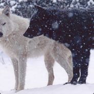 | MAVERICKS | SαїҲ |