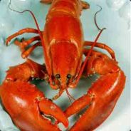 Swampy the sea lobster
