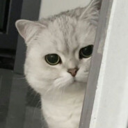 麻辣毛蛋