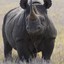 SaveTheRhinos