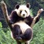 华夏乡村熊猫