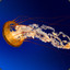 jellyfish000