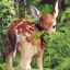 bambi.