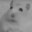 Chie