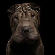 Sharpei
