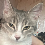 тайно дернул