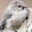 American Bushtit