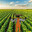 farming hero