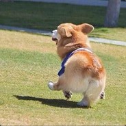 做猪呢最重要的是开心