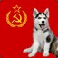 Rusky Husky