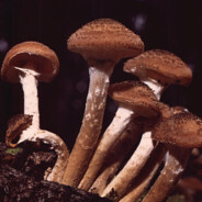 Armillaria solidipes