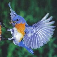 » ! ѕмøℓƒ ! « єℓιт