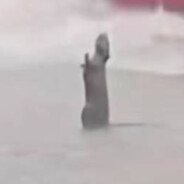 鼠鼠我啊，也想变强