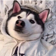 我还是跑路了吧