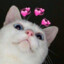 catty