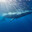 Whalepiss