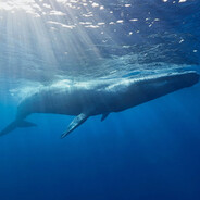 Whalepiss