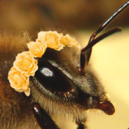 baubleBee avatar