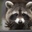 MagicRacoon