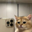 Shiba