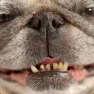 Kl!ma.Vacbannet add Fuglelort