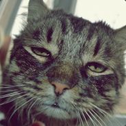 Disarmed - steam id 76561197960847729