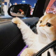 巧克力拯救世界