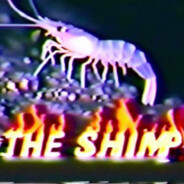 shimp