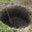 BananaBrain_101