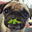 Pugmints