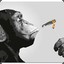 Joint Smoking Monkey&#039;s