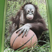猩猩爱打球