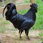 Black Rooster