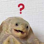 疑惑小乌龟