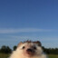 VVins