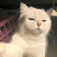Catrr