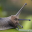 kruMpze