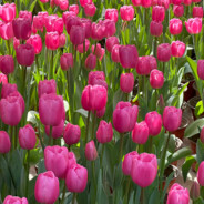 保加利亚小精灵