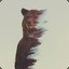 Brown Bear
