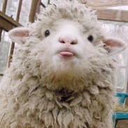 电子羊又在打电动