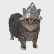 coy koi