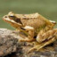 rana