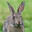 CottonTail
