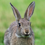 CottonTail