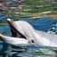 The Unsuspecting Dolphin